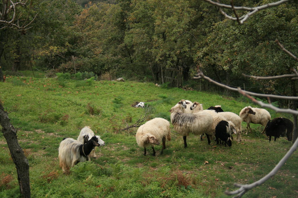 Agriturismo San Cataldo Motta Camastra Bagian luar foto